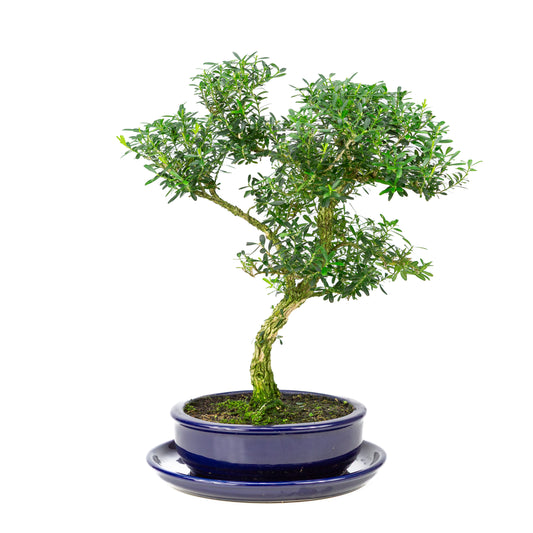 Buxus harlandii Bonsai im blauen Topf, 19 cm hoch, Gesamthöhe ca. 41 cm