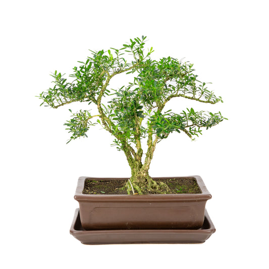 Buxus harlandii Bonsai in bruine pot 24cm, hoogte ~36cm