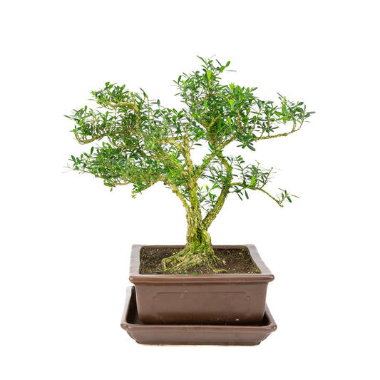 Buxus harlandii Bonsai in bruine pot 24cm, hoogte ~36cm