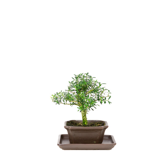 Buxus harlandii Bonsai im blauen Topf 13 cm, Höhe ~21 cm