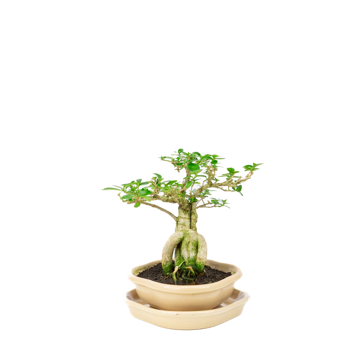 Premna Bonsaï dans un pot crème 22 cm, hauteur ~22 cm