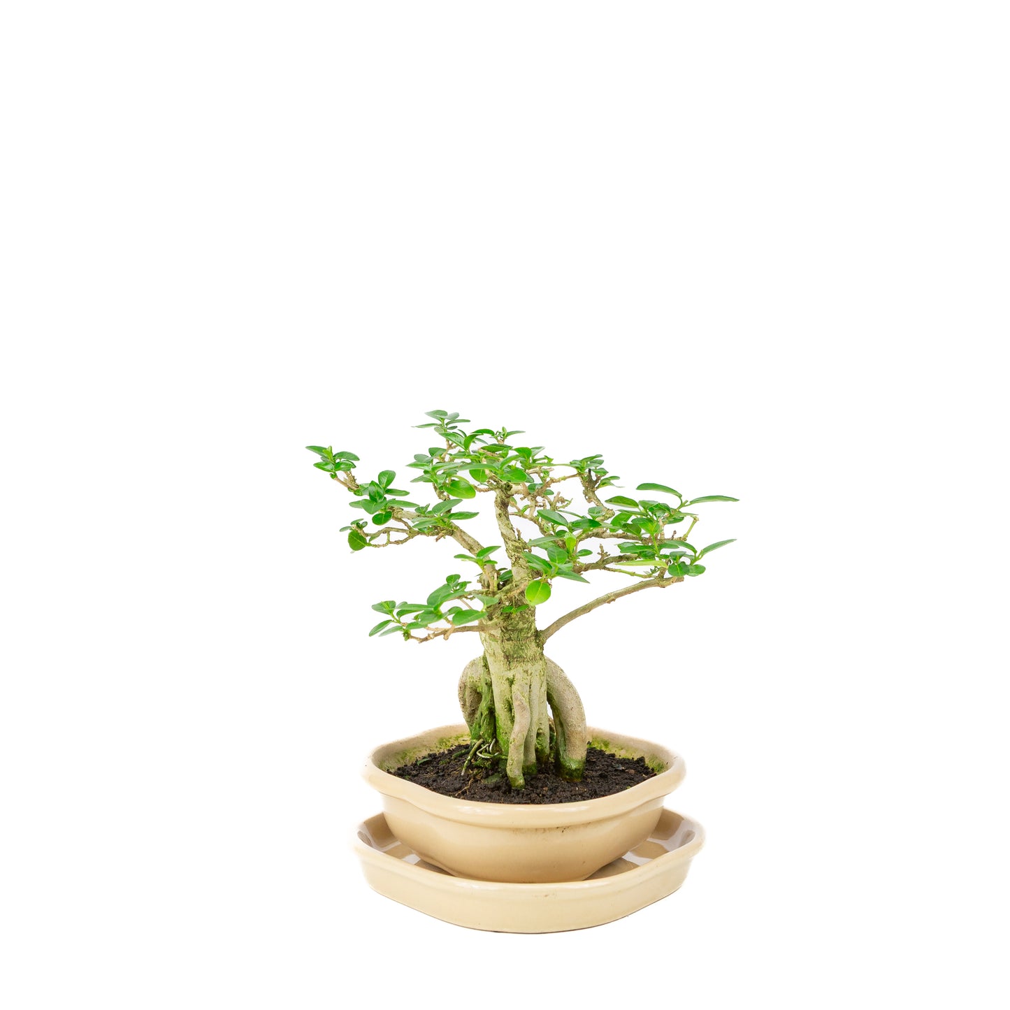 Premna Bonsaï dans un pot crème 22 cm, hauteur ~22 cm