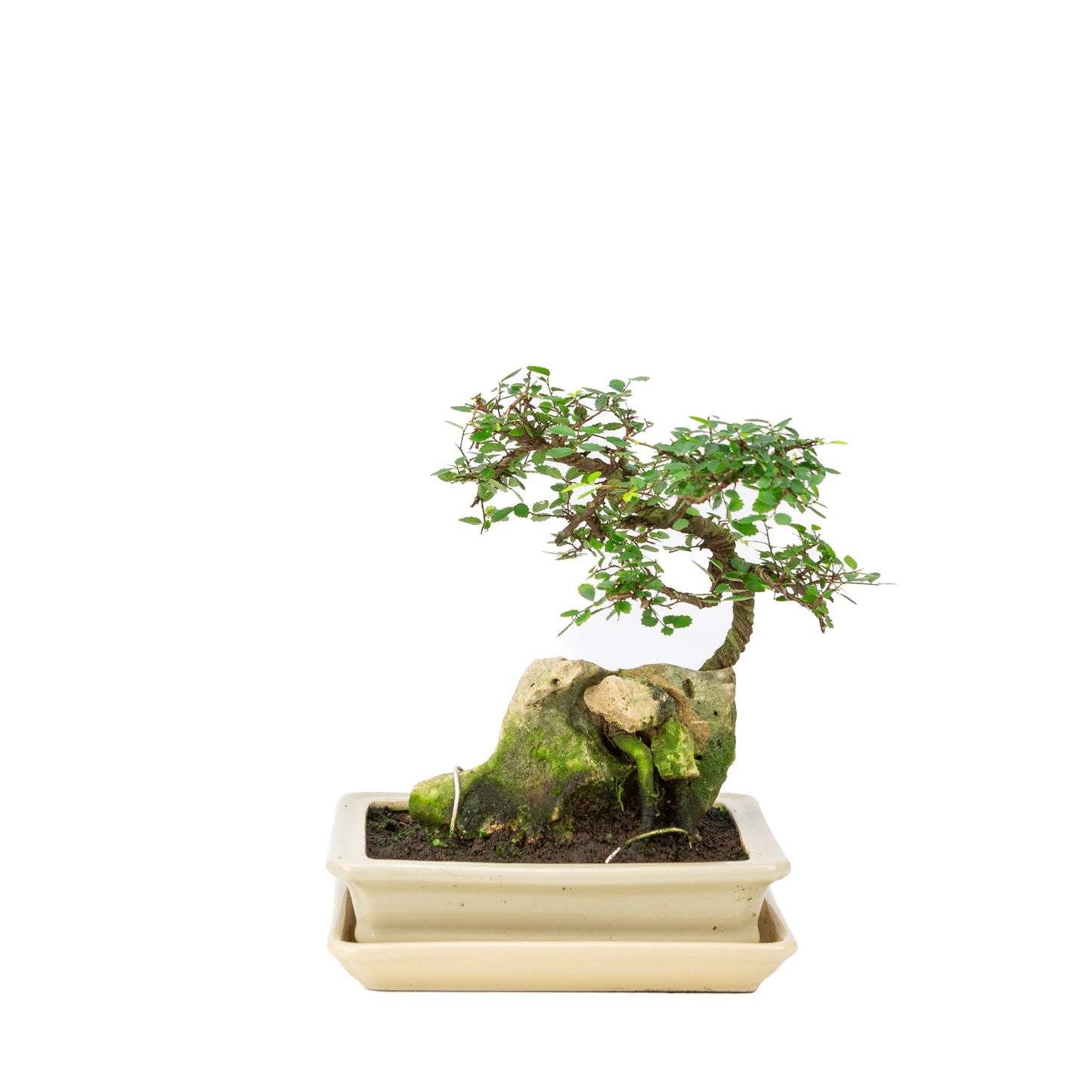 Bonsaï Zelkova avec pierre dans un pot crème 21 cm, hauteur ~26 cm