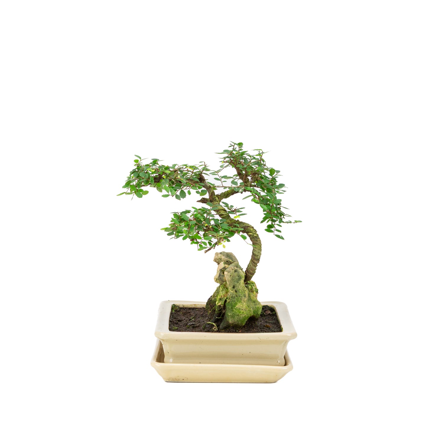 Bonsaï Zelkova avec pierre dans un pot crème 21 cm, hauteur ~26 cm