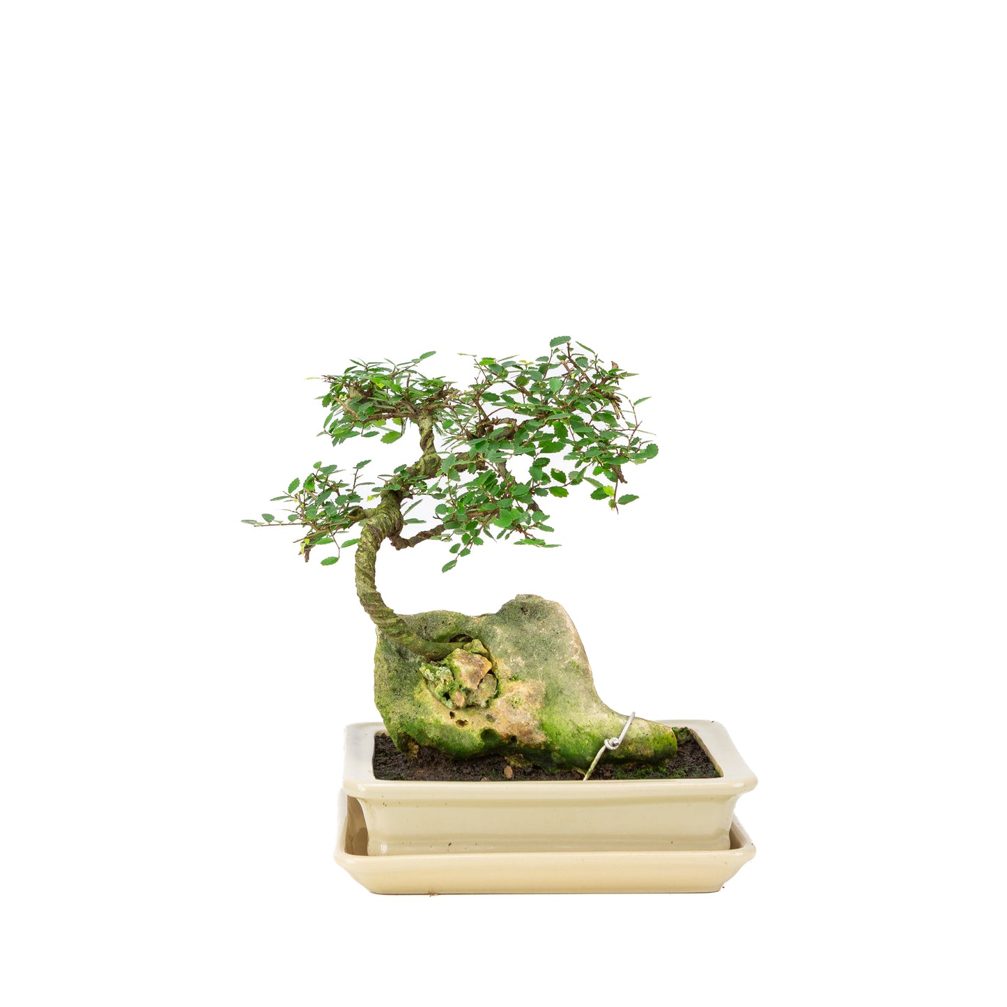 Bonsaï Zelkova avec pierre dans un pot crème 21 cm, hauteur ~26 cm
