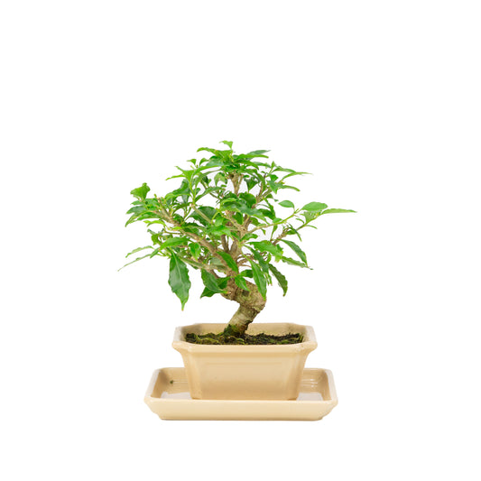 Bougainvillea glabra Bonsai im cremefarbenen Topf, 14 cm hoch, Gesamthöhe ca. 24 cm