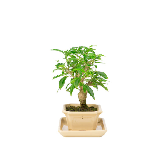Bougainvillea glabra Bonsai im cremefarbenen Topf, 14 cm hoch, Gesamthöhe ca. 24 cm