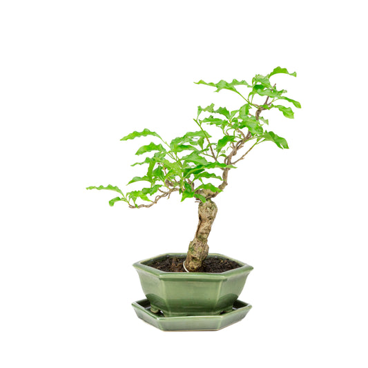 Bougainvillea glabra Bonsai im grünen Topf, 15 cm Durchmesser, Höhe ca. 31 cm