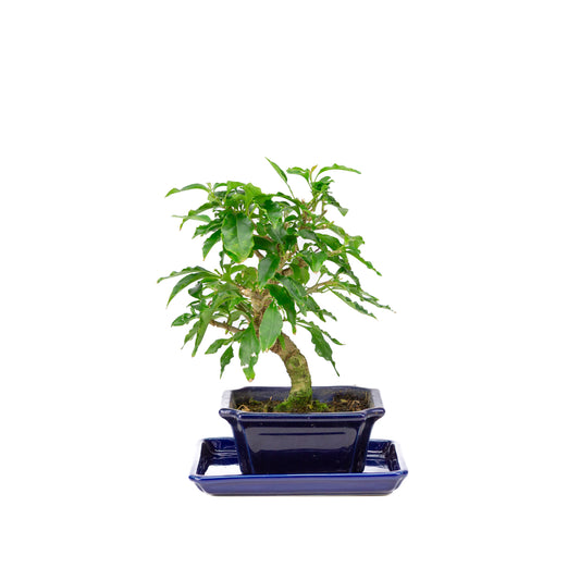Bougainvillea glabra Bonsai im blauen Topf, 13 cm hoch, Gesamthöhe ca. 25 cm