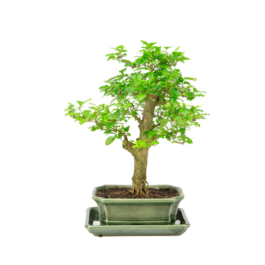 Ligustrum ovalifolium Bonsai in groene pot 16cm, hoogte ~32cm