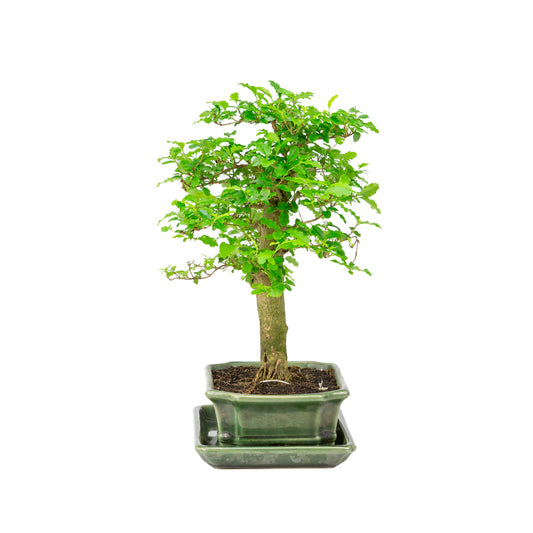Ligustrum ovalifolium Bonsai in groene pot 16cm, hoogte ~32cm
