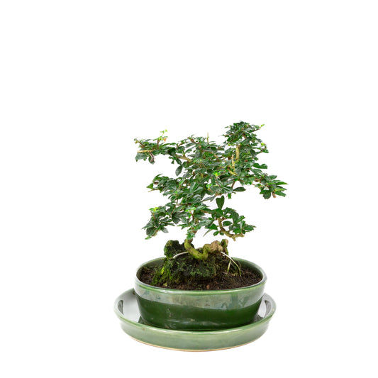 Carmona microphylla Bonsai met steen in groene pot 20cm, hoogte ~23cm