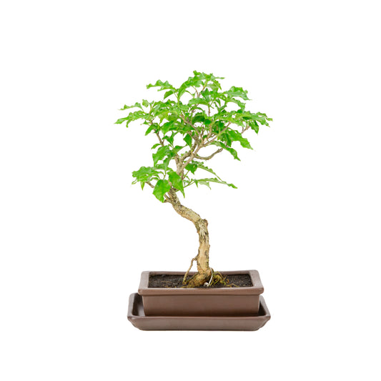 Bougainvillea glabra Bonsai im braunen Topf, 15 cm Durchmesser, Höhe ca. 31 cm