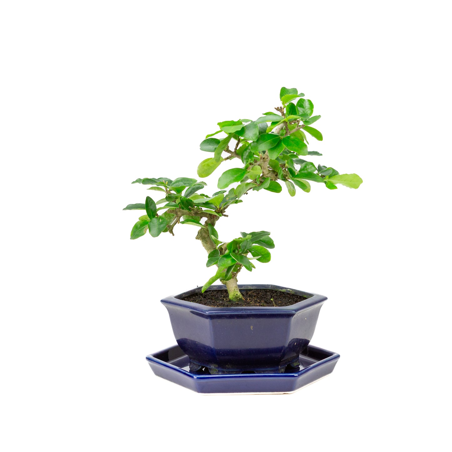 Bonsaï Premna dans un pot bleu 18 cm, hauteur ~30 cm
