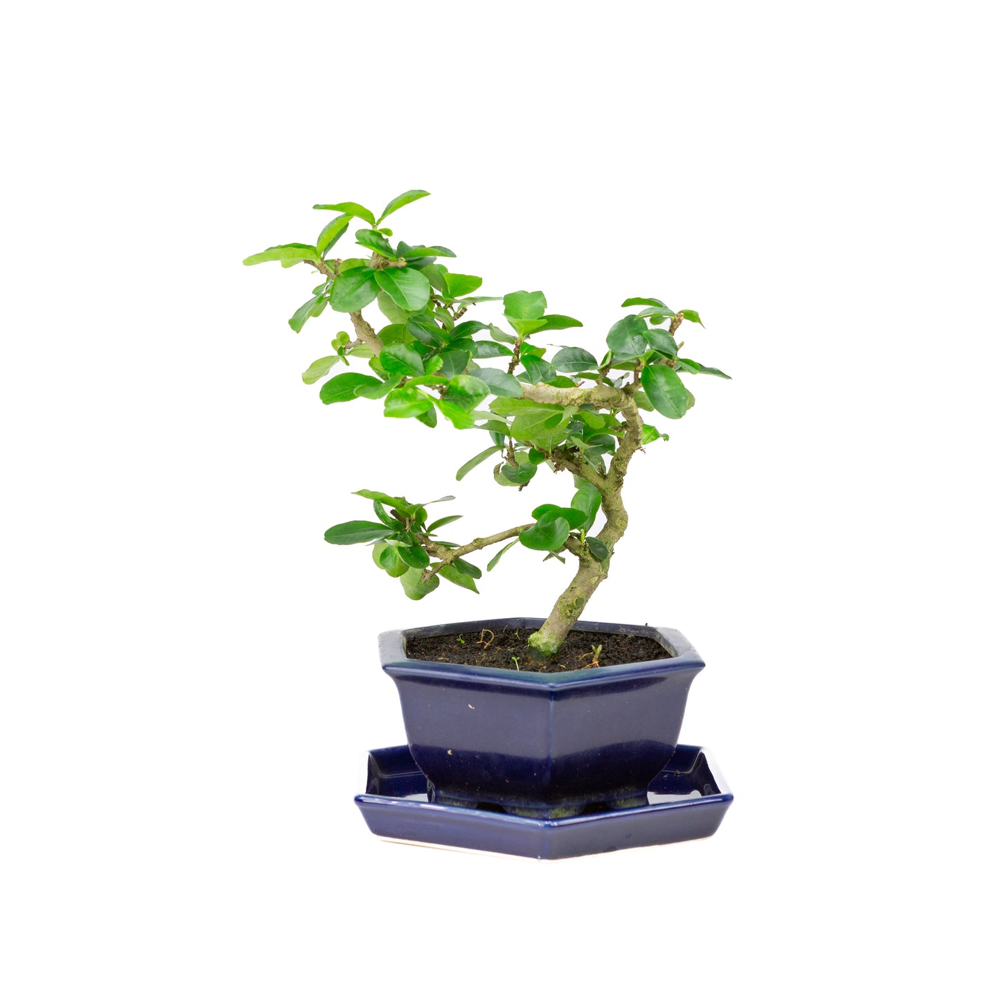 Bonsaï Premna dans un pot bleu 18 cm, hauteur ~30 cm