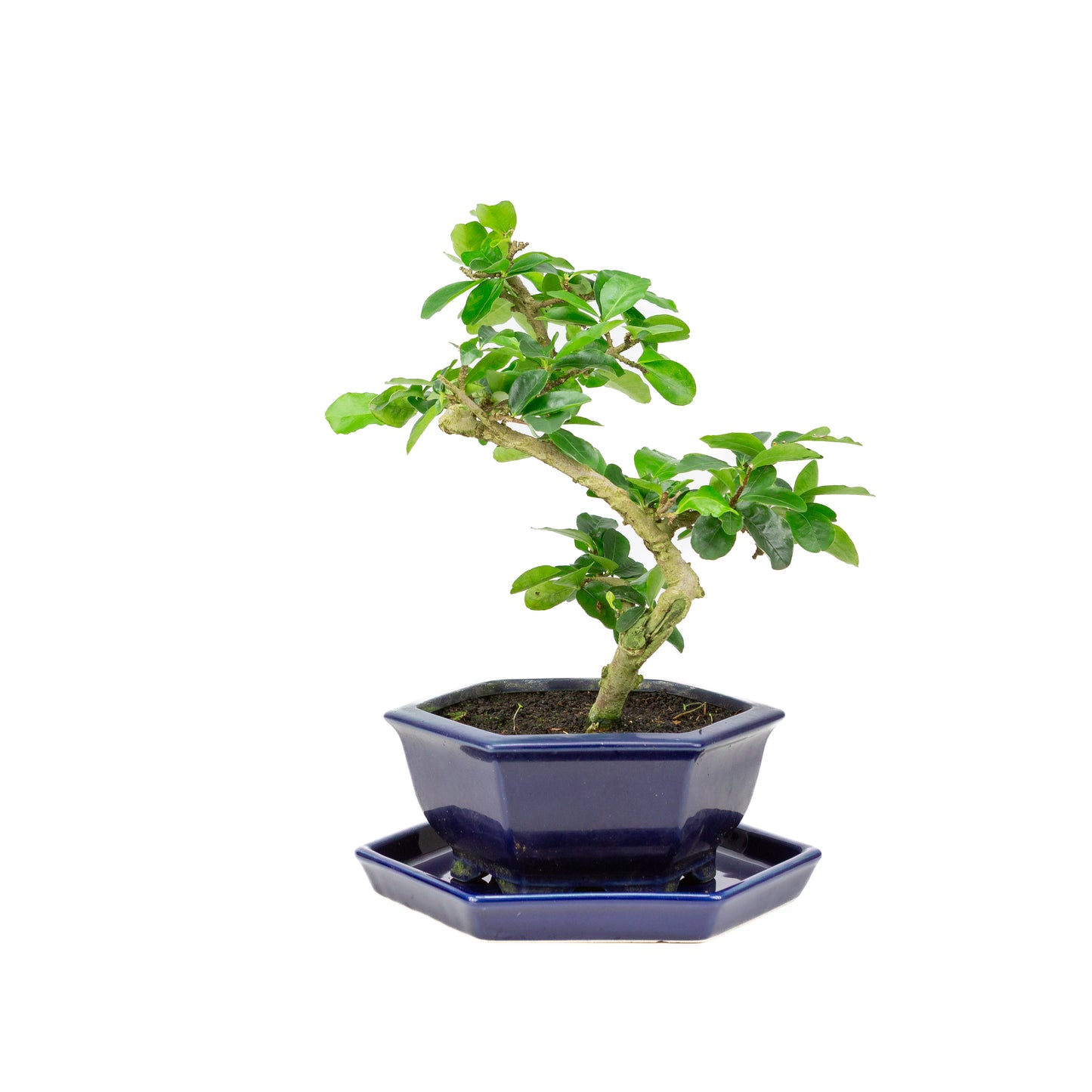 Bonsaï Premna dans un pot bleu 18 cm, hauteur ~30 cm