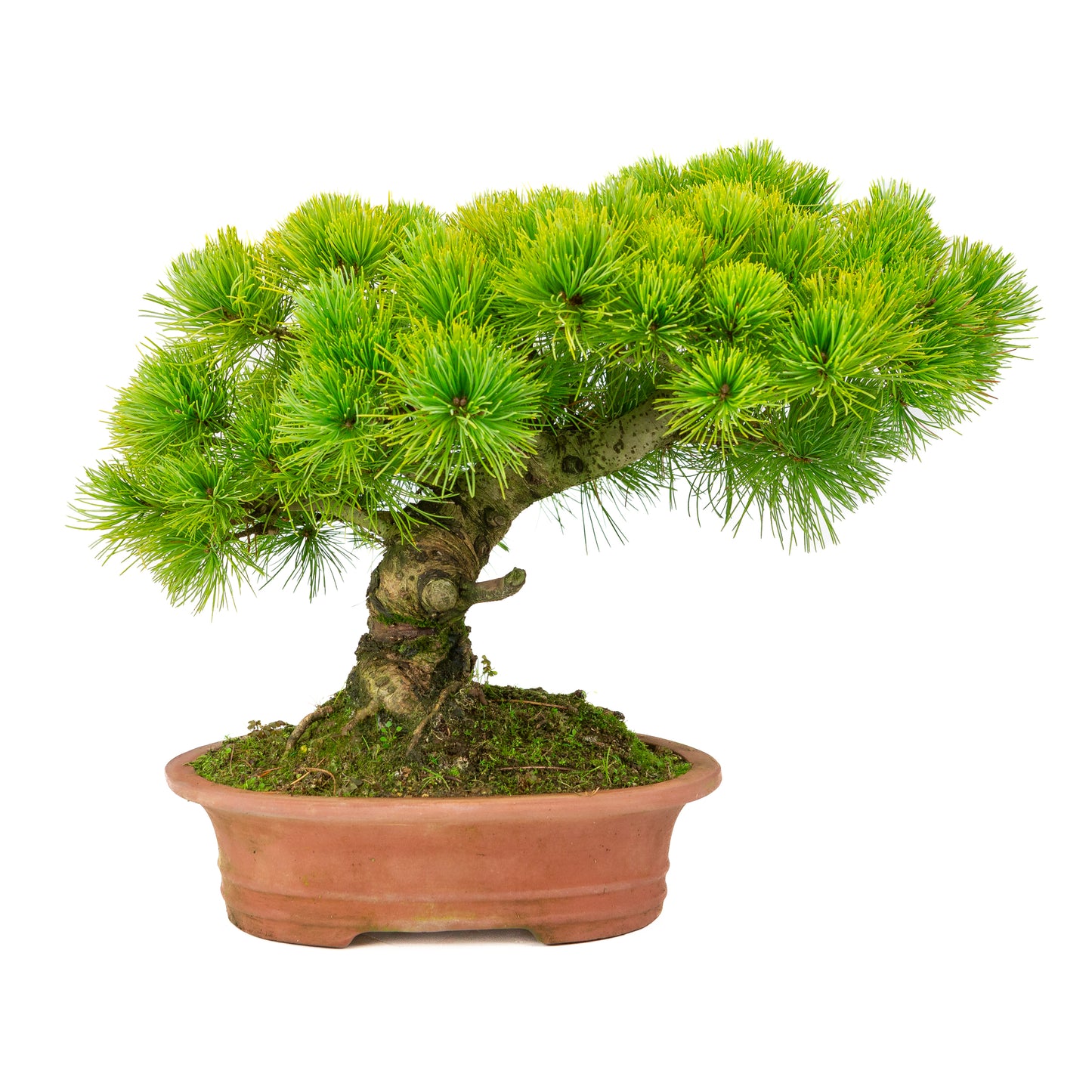 Pinus parviflora pot ovale non émaillé 27 cm, hauteur ~39 cm