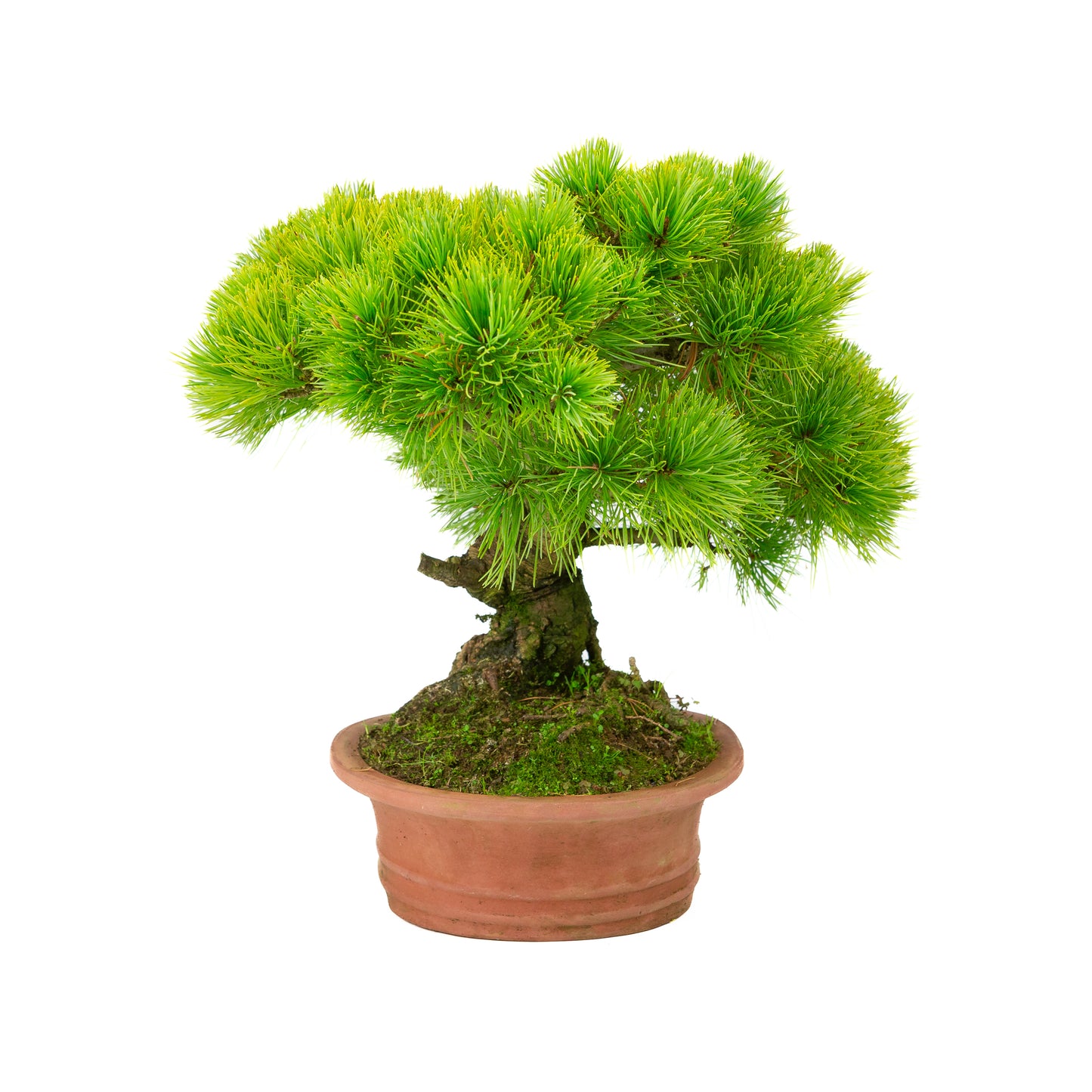 Pinus parviflora pot ovale non émaillé 27 cm, hauteur ~39 cm