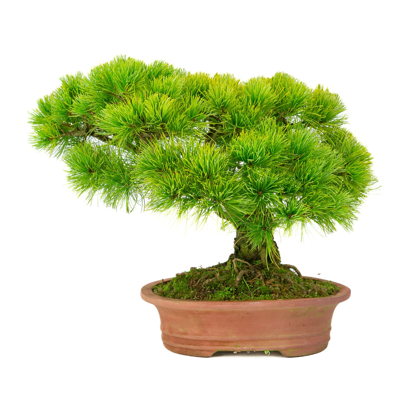 Pinus parviflora pot ovale non émaillé 27 cm, hauteur ~39 cm