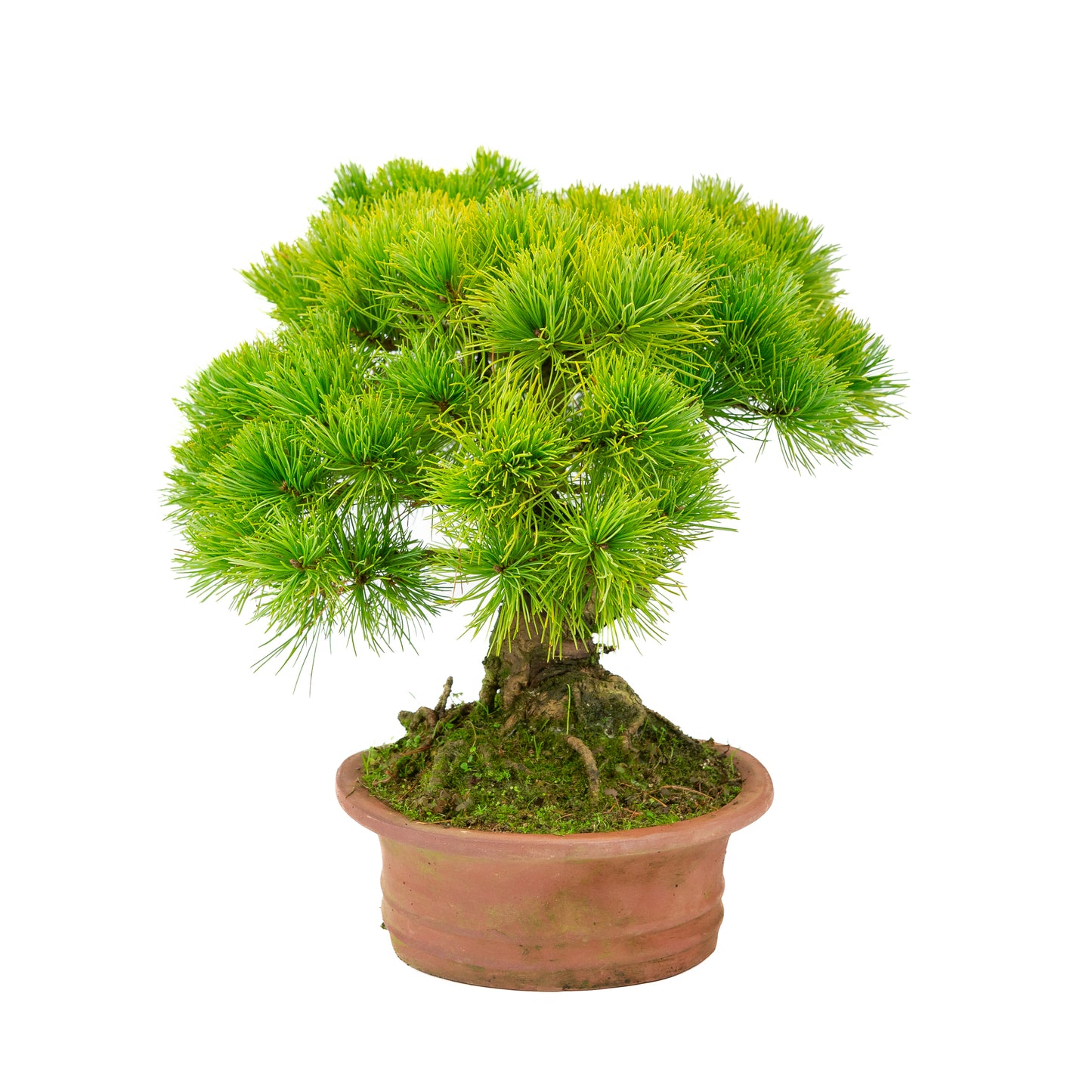 Pinus parviflora pot ovale non émaillé 27 cm, hauteur ~39 cm