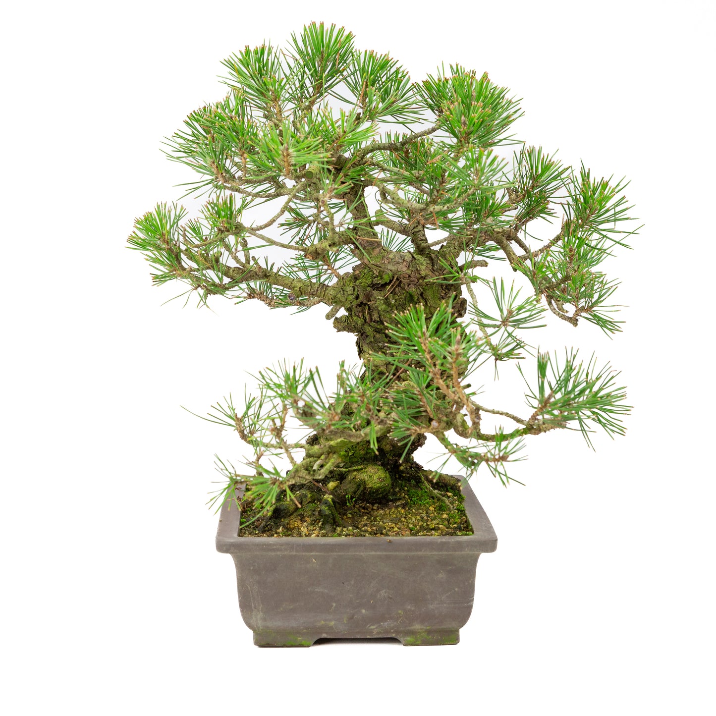Pinus thunbergii unglazed pot 28cm, height ~44cm