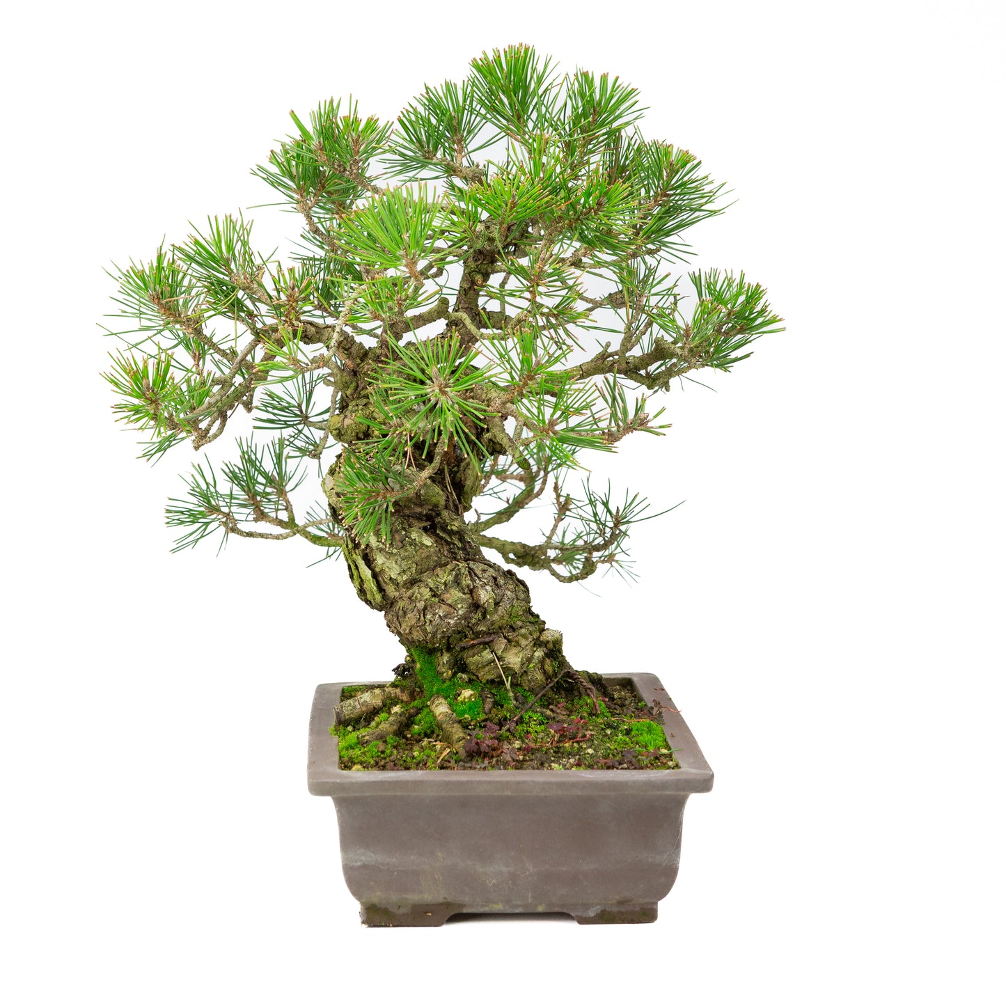 Pinus thunbergii unglazed pot 28cm, height ~44cm