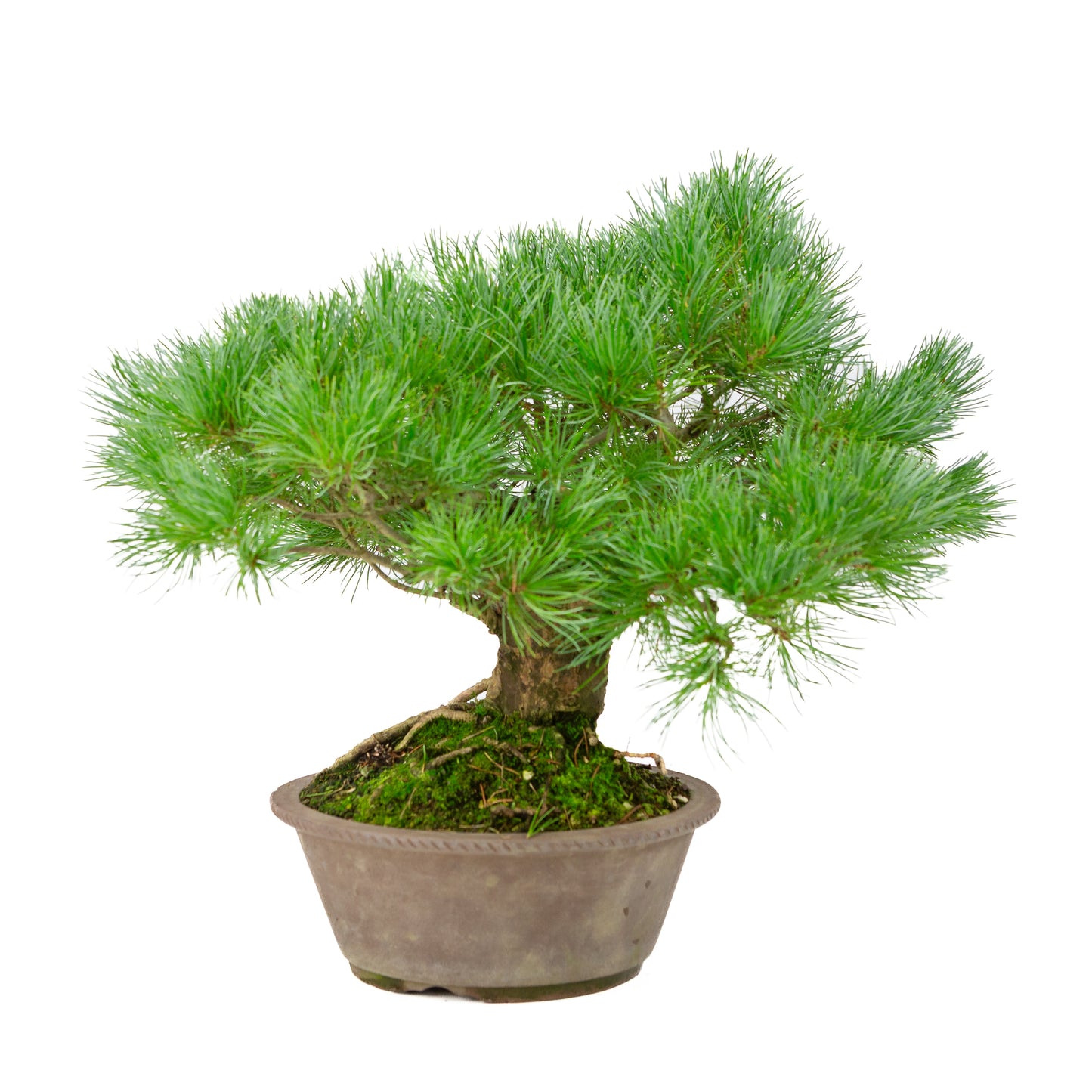 Pinus parviflora, unglasierter runder Topf, 21 cm Durchmesser, Höhe ca. 38 cm
