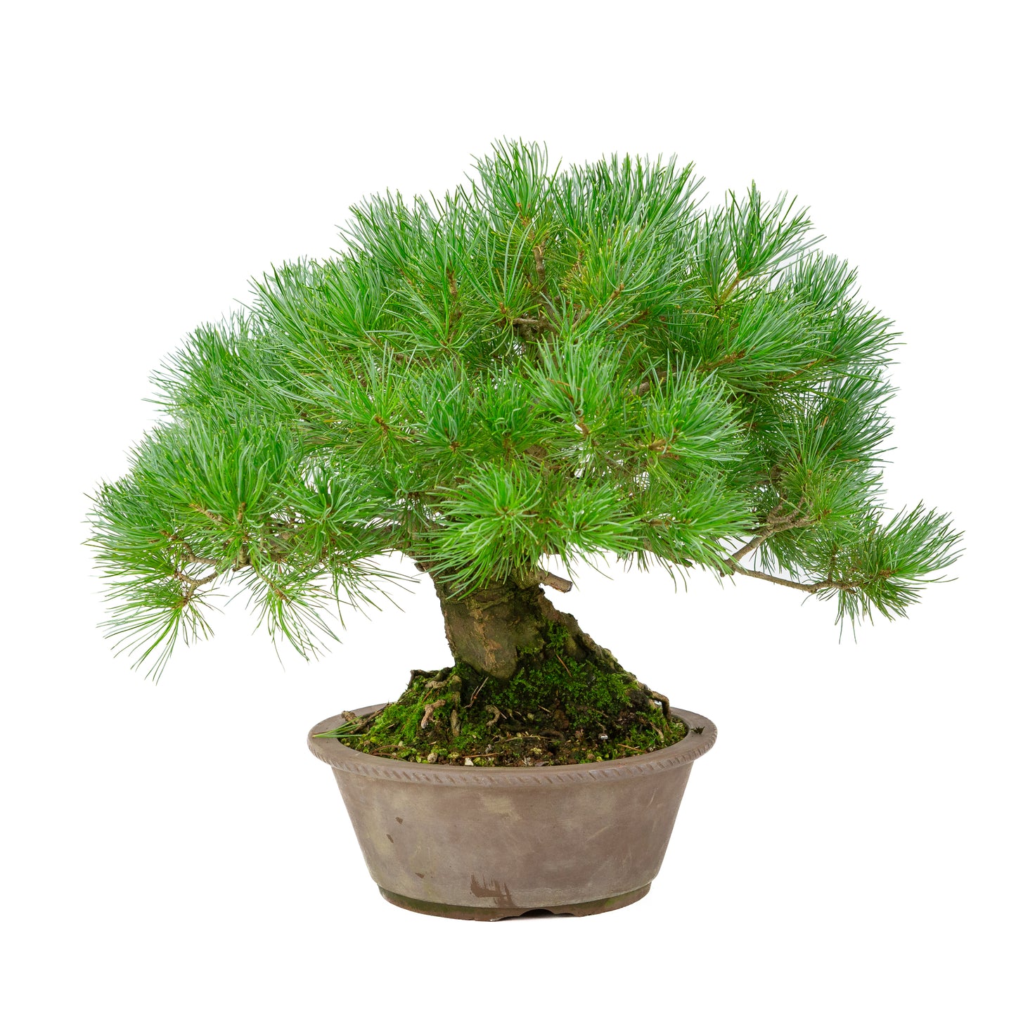 Pinus parviflora, unglasierter runder Topf, 21 cm Durchmesser, Höhe ca. 38 cm