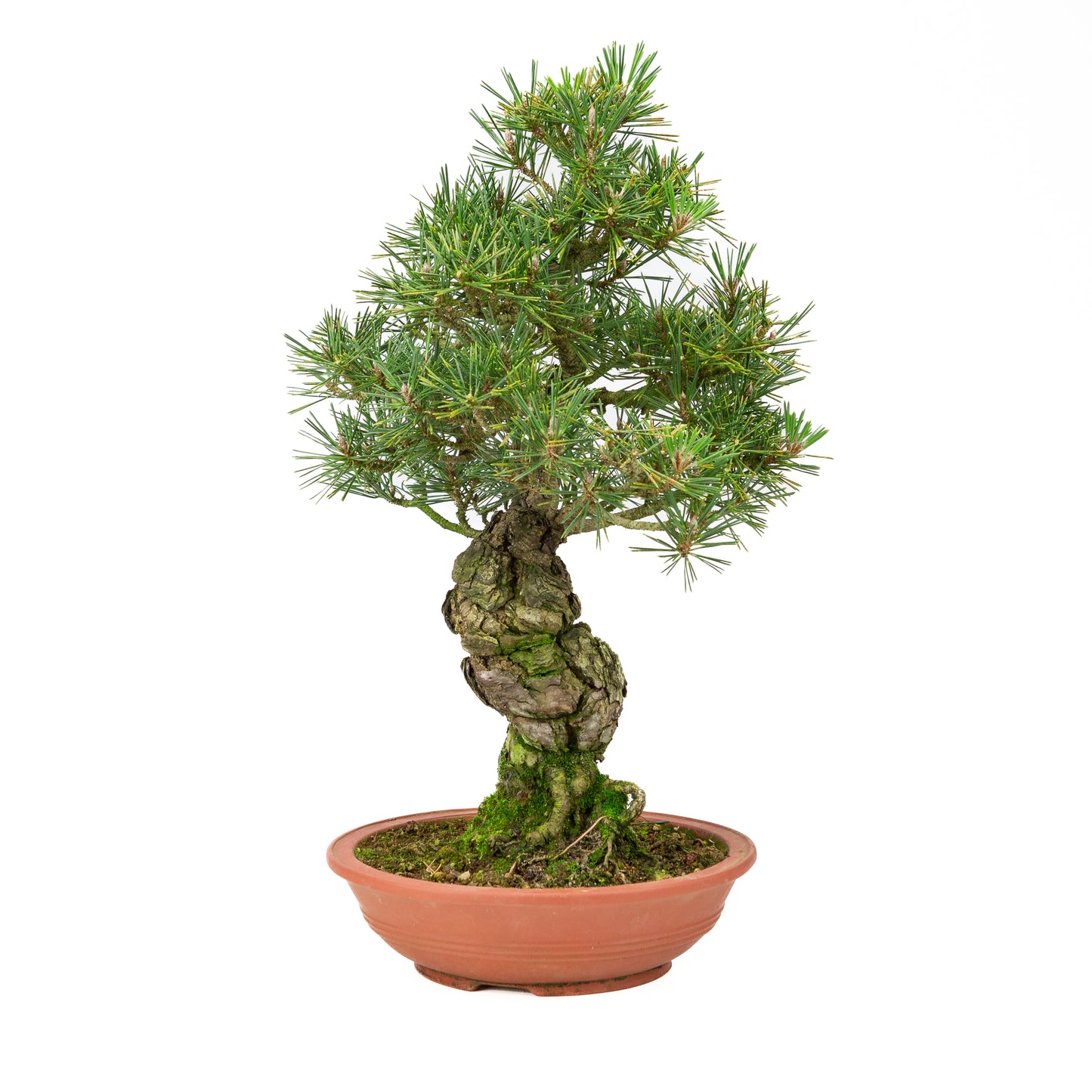Pinus thunbergii pot non émaillé 25m, hauteur ~52cm
