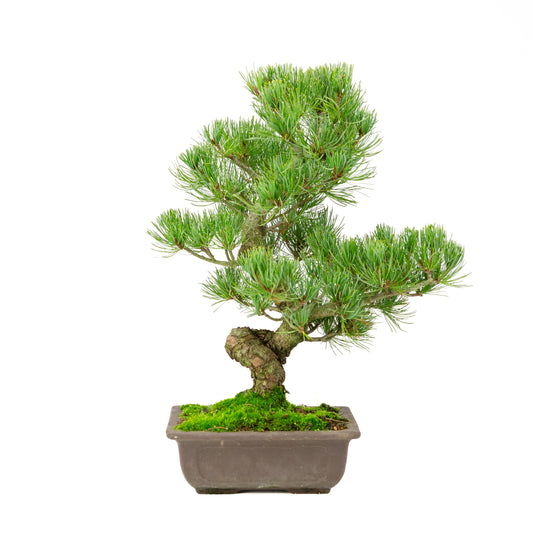 Pinus parviflora pot rectangulaire non émaillé 20 cm, hauteur ~44 cm
