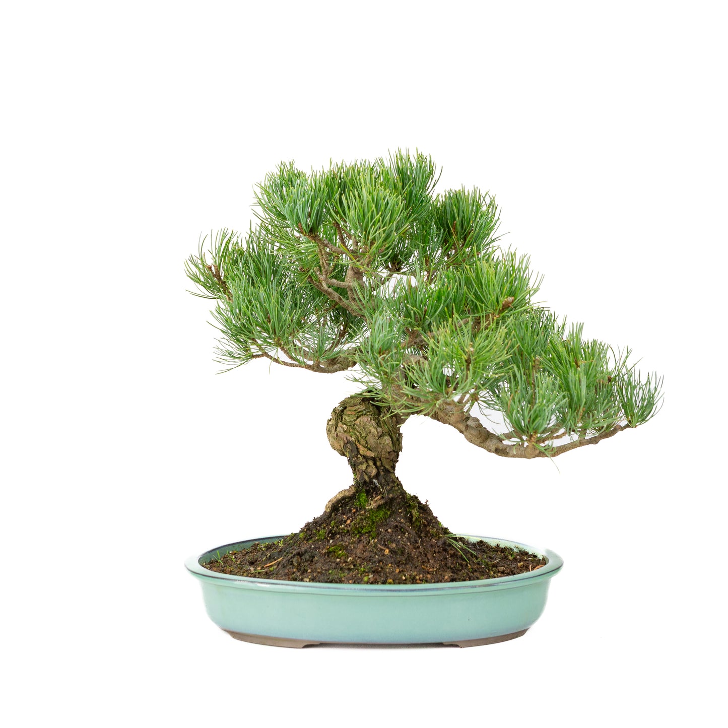 Pinus parviflora pot turquoise 28 cm, hauteur ~35 cm