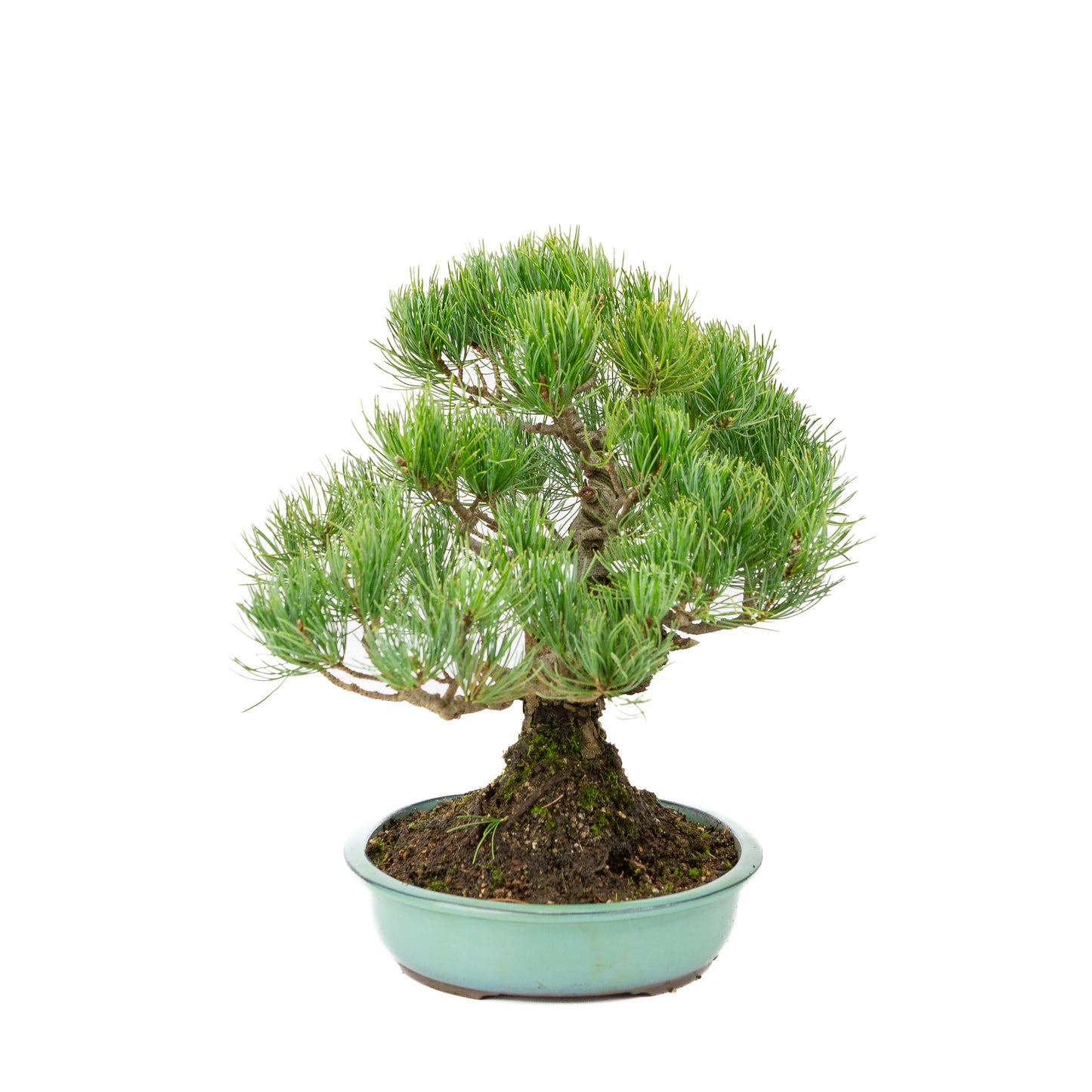 Pinus parviflora pot turquoise 28 cm, hauteur ~35 cm