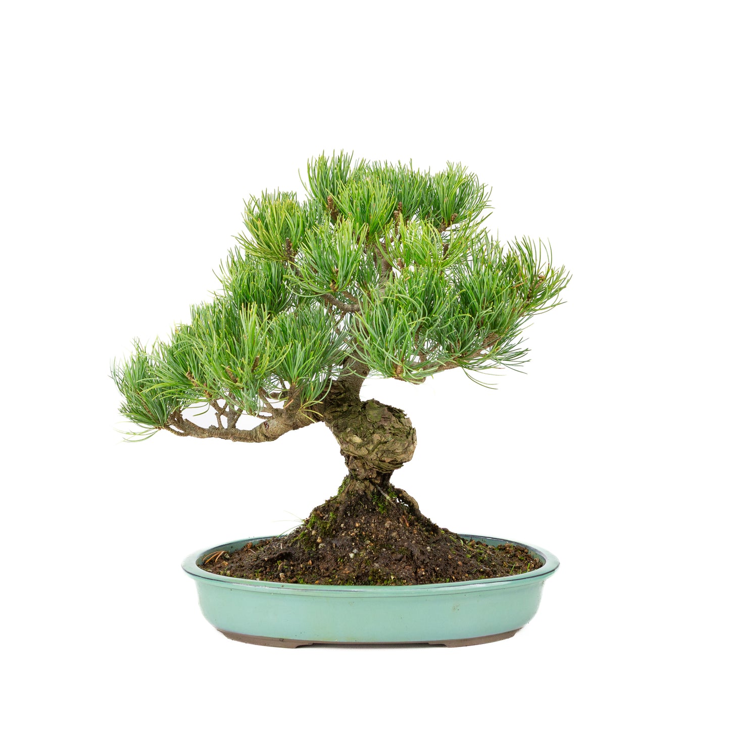 Pinus parviflora pot turquoise 28 cm, hauteur ~35 cm