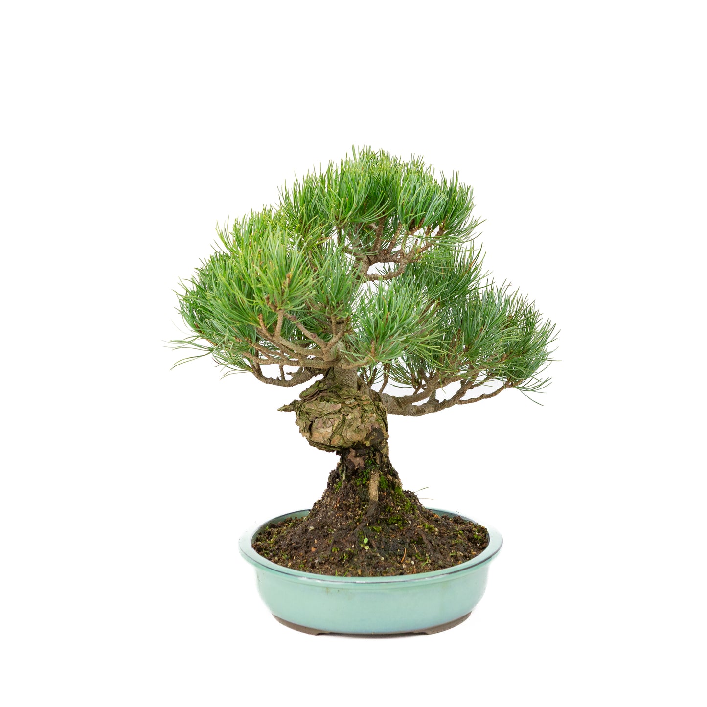 Pinus parviflora pot turquoise 28 cm, hauteur ~35 cm