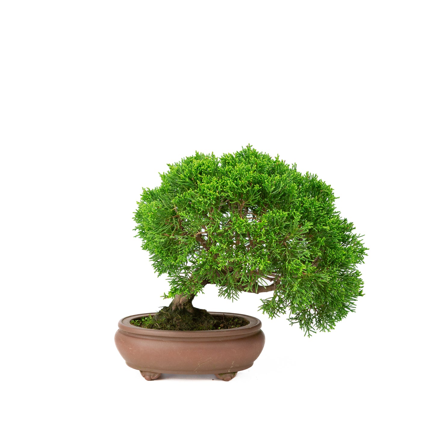 Juniperus chinensis pot non émaillé 13 cm, hauteur ~27 cm