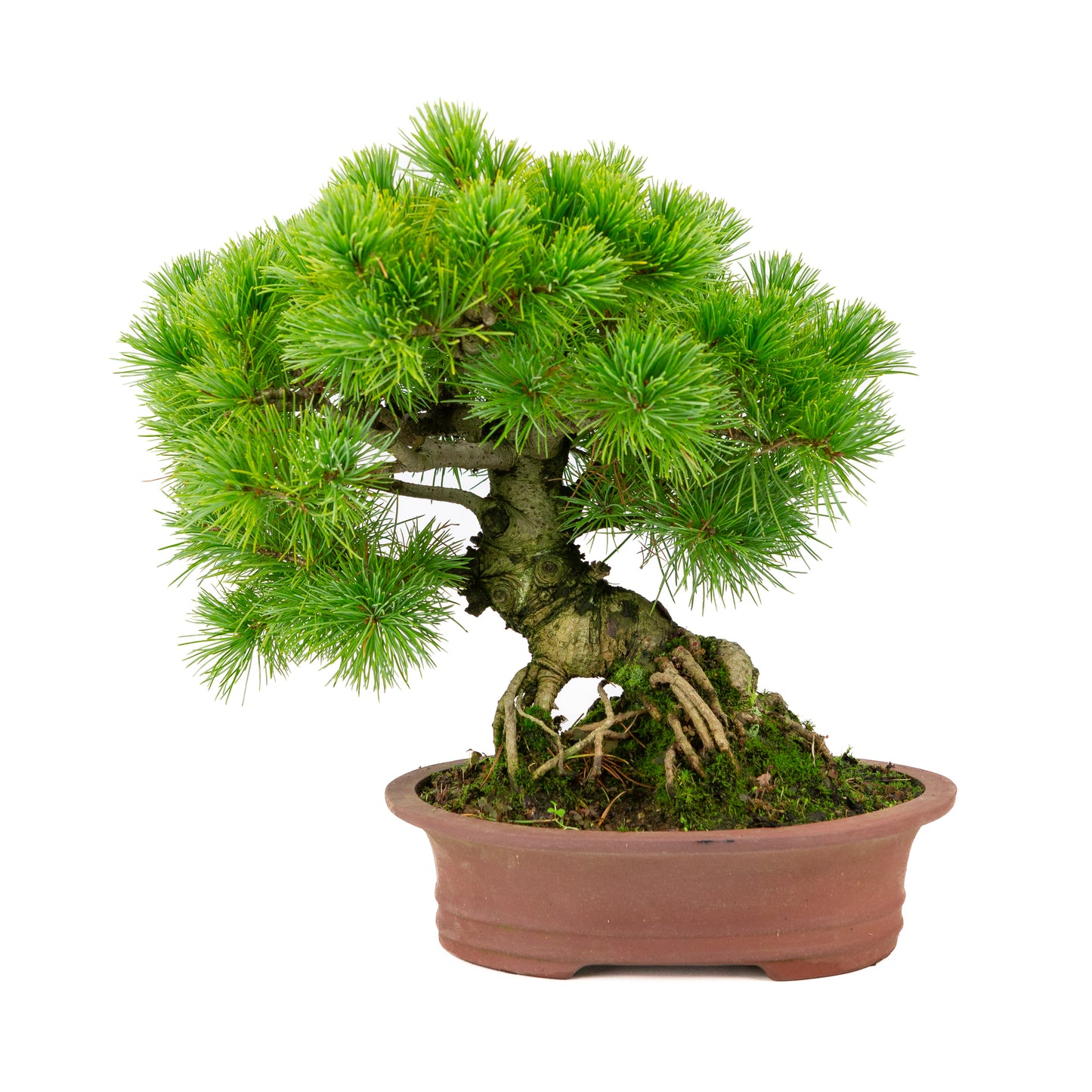 Pinus parviflora pot ovale non émaillé 26 cm, hauteur ~37 cm
