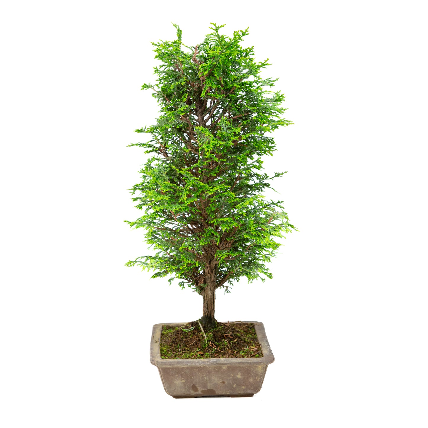 Chamaecyparis obtusa pot non émaillé 27 cm, hauteur ~43 cm