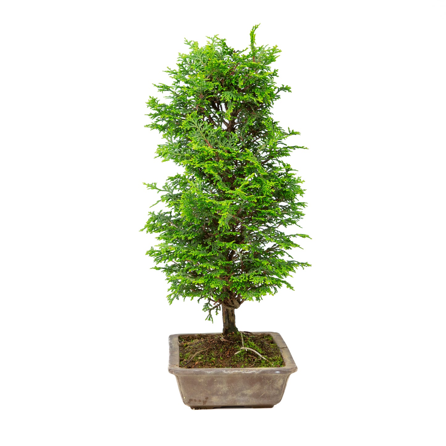 Chamaecyparis obtusa pot non émaillé 27 cm, hauteur ~43 cm