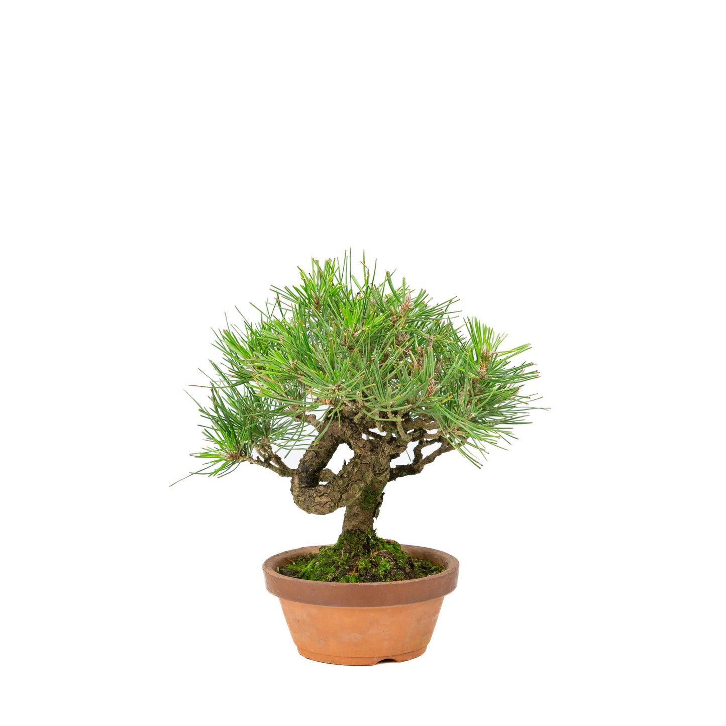 Pinus thunbergii pot en terre cuite 14 cm, hauteur ~27 cm