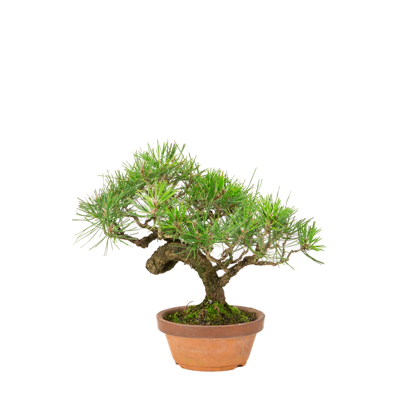Pinus thunbergii pot en terre cuite 14 cm, hauteur ~27 cm