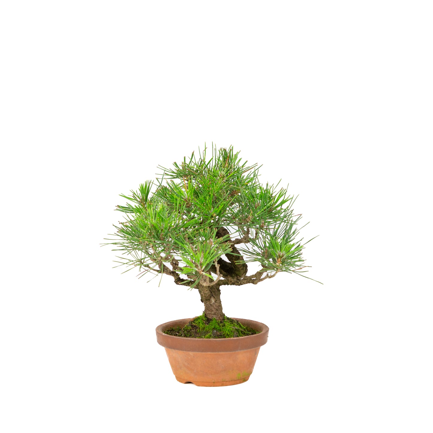 Pinus thunbergii pot en terre cuite 14 cm, hauteur ~27 cm