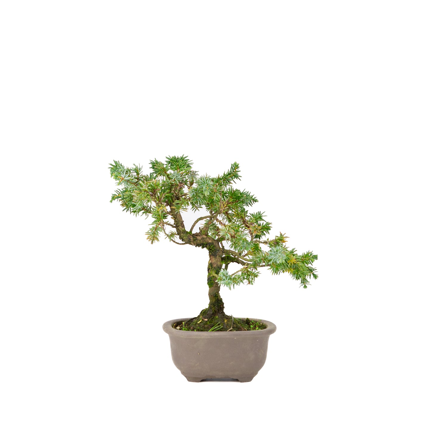 Juniperus rigida pot non émaillé 18 cm, hauteur ~24 cm