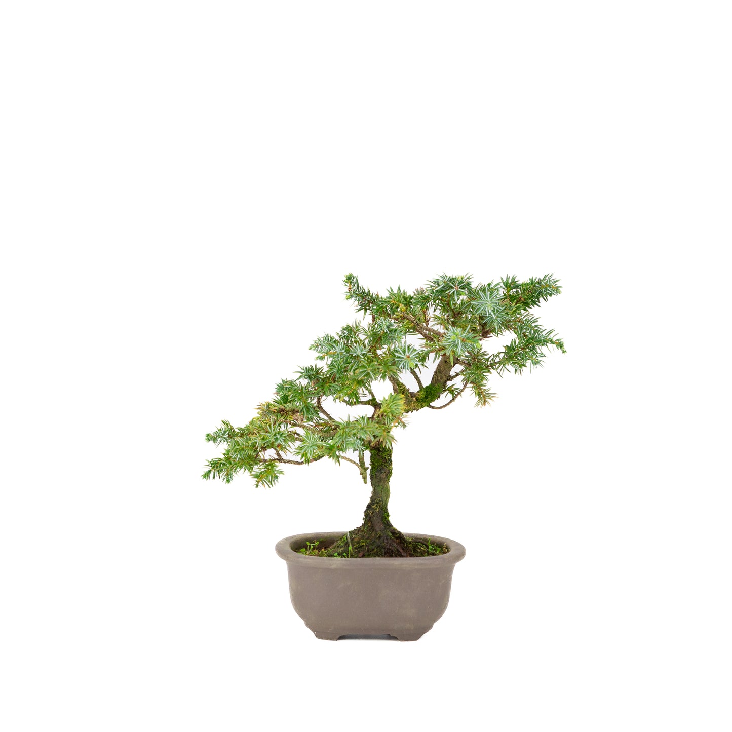 Juniperus rigida pot non émaillé 18 cm, hauteur ~24 cm