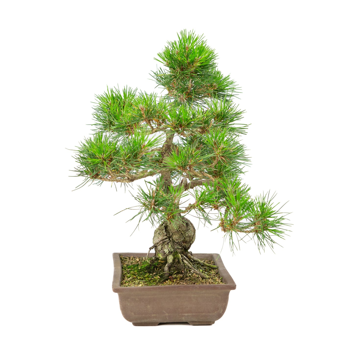 Pinus thunbergii pot non émaillé 24 cm, hauteur ~41 cm