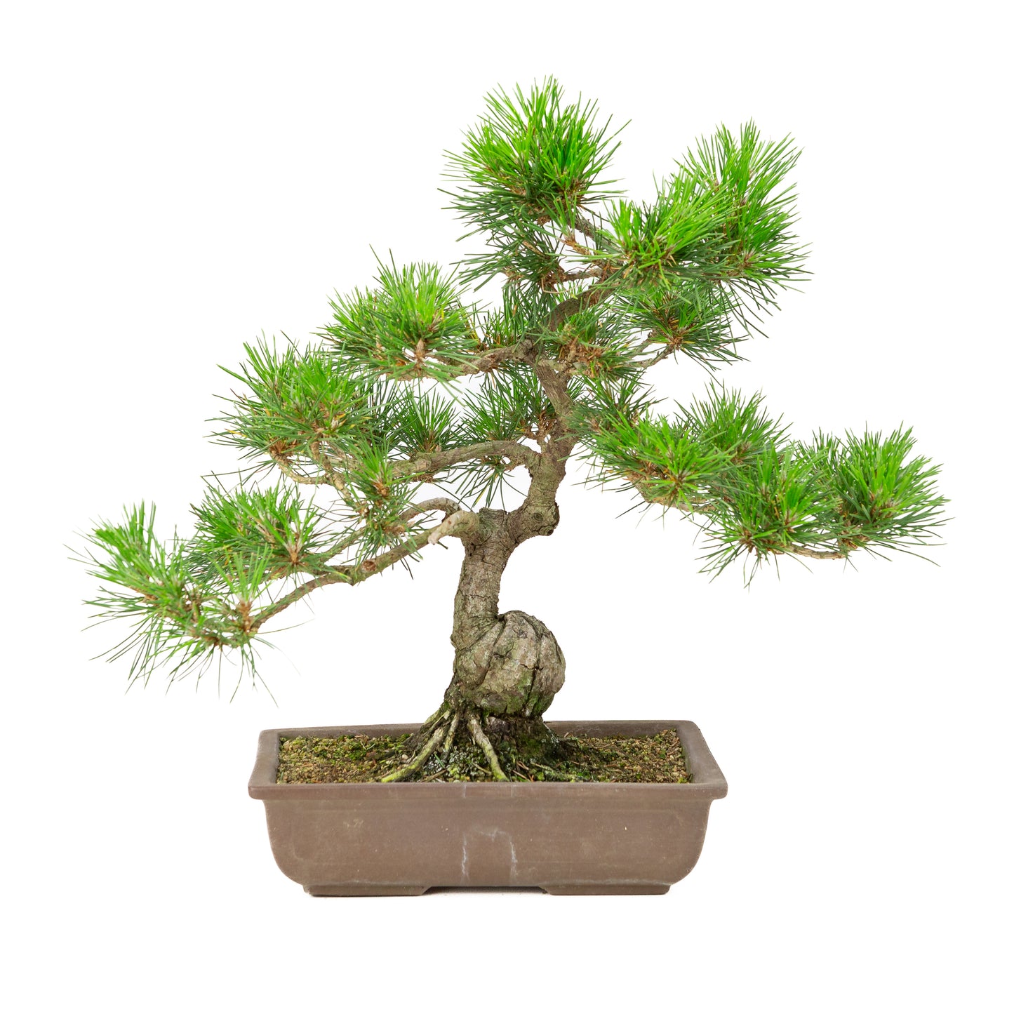 Pinus thunbergii pot non émaillé 24 cm, hauteur ~41 cm