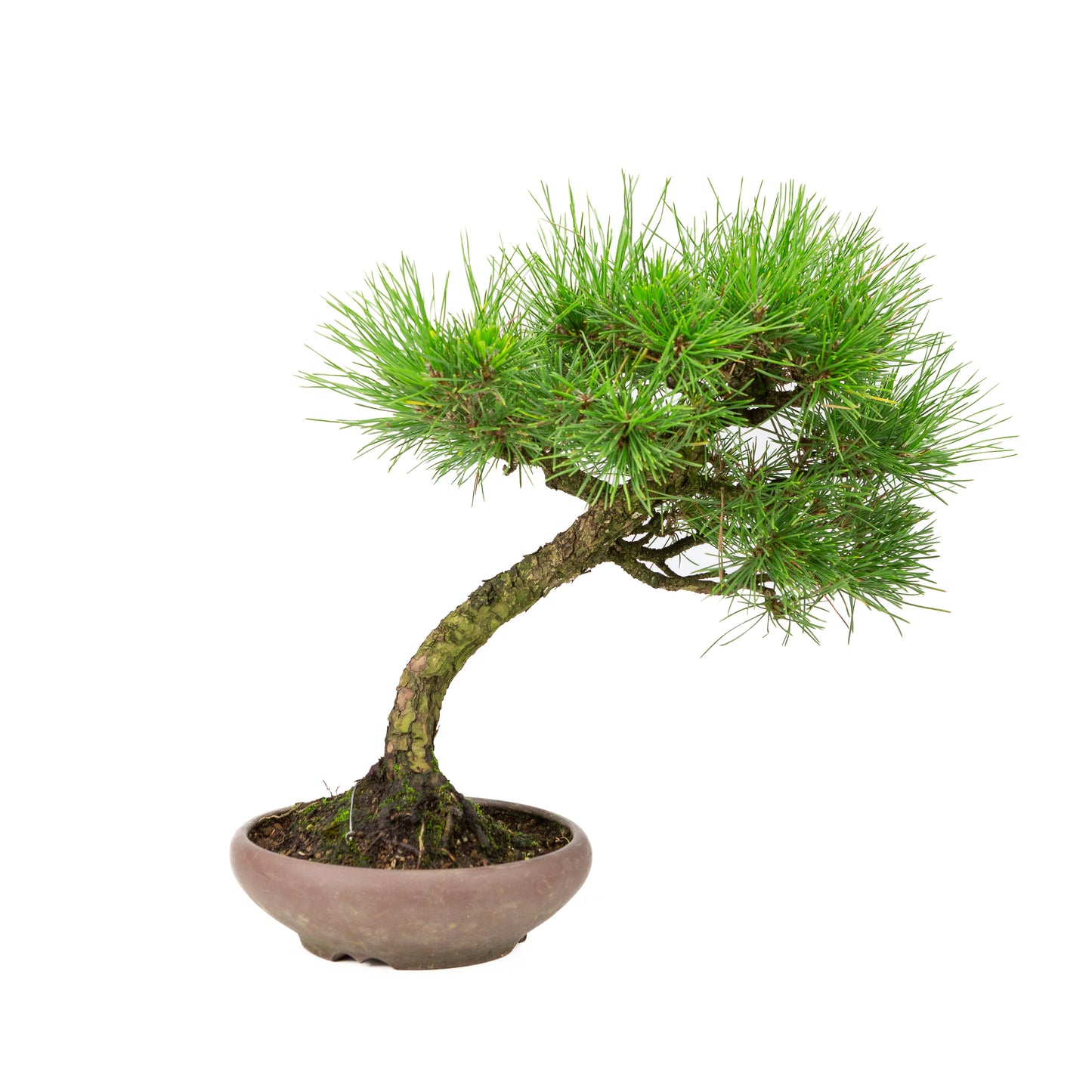 Unglasierter Topf aus Pinus thunbergii, 17 cm Durchmesser, Höhe ca. 36 cm