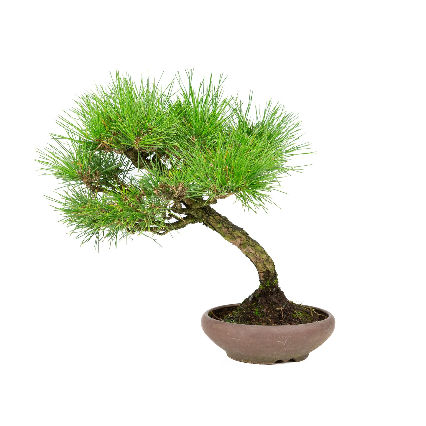 Unglasierter Topf aus Pinus thunbergii, 17 cm Durchmesser, Höhe ca. 36 cm