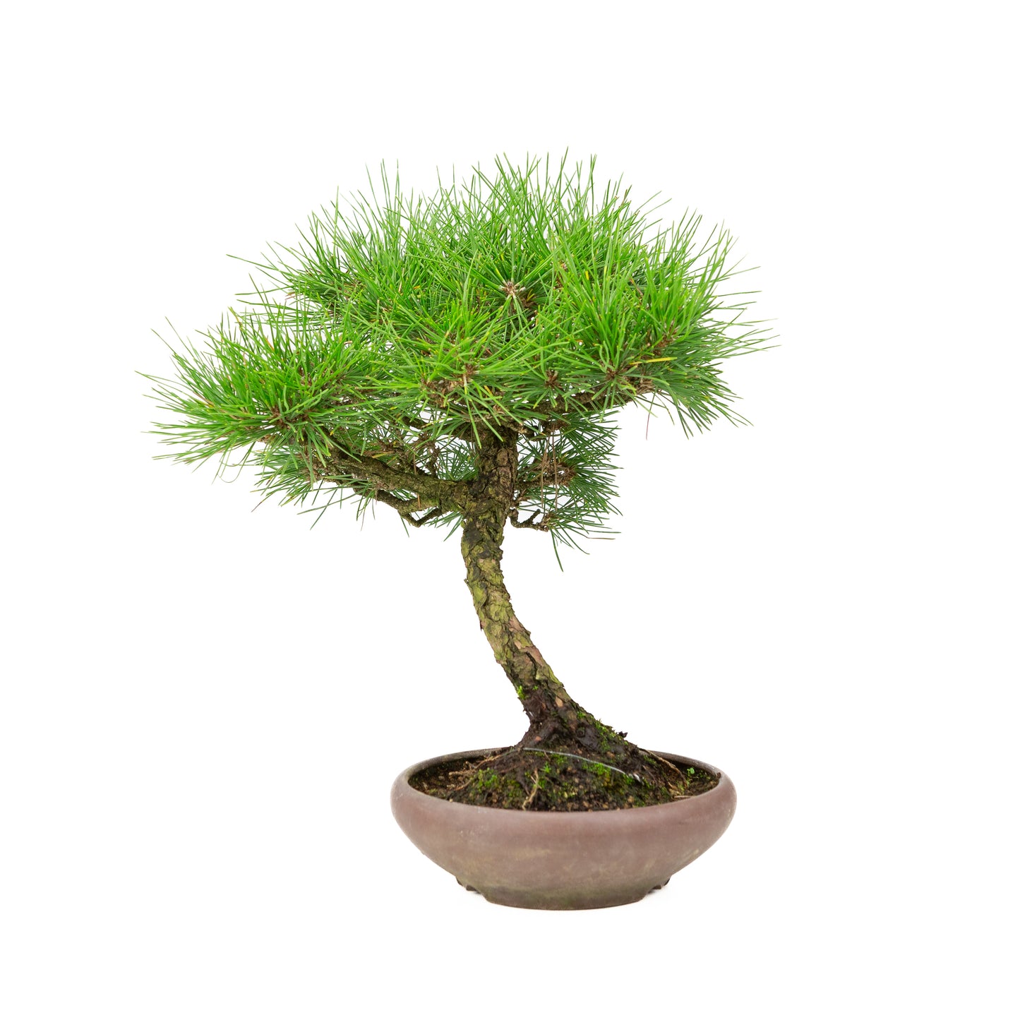 Unglasierter Topf aus Pinus thunbergii, 17 cm Durchmesser, Höhe ca. 36 cm