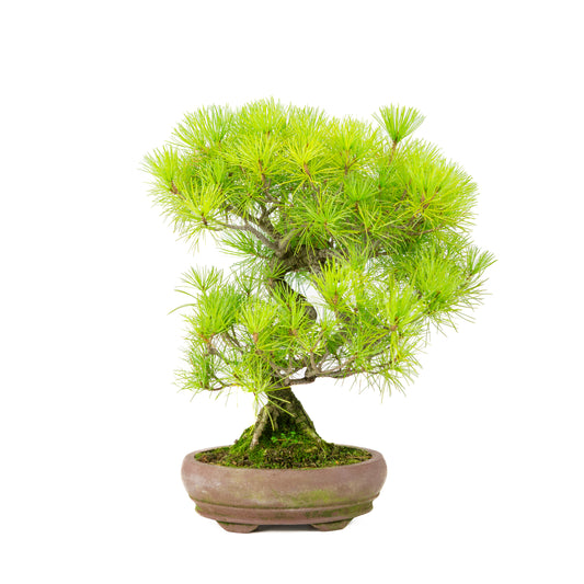 Pinus parviflora pot ovale non émaillé 19 cm, hauteur ~38 cm
