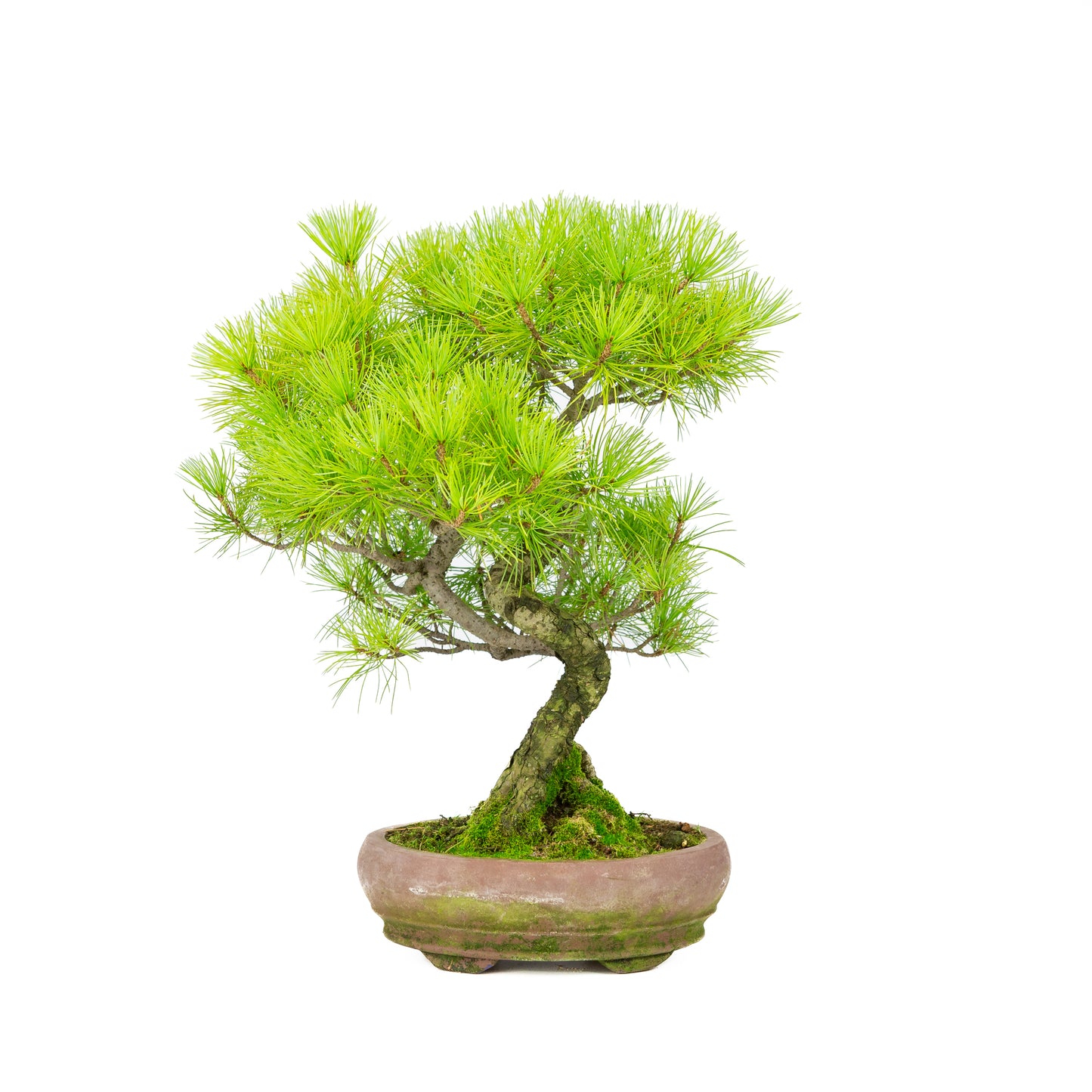Pinus parviflora pot ovale non émaillé 19 cm, hauteur ~38 cm